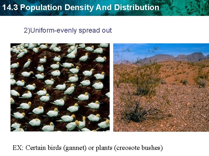 14. 3 Population Density And Distribution 2)Uniform-evenly spread out EX: Certain birds (gannet) or