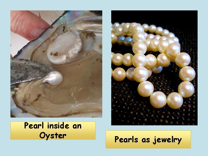 Pearl inside an Oyster Pearls as jewelry 