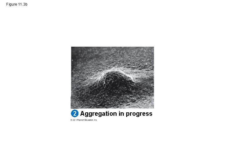 Figure 11. 3 b 2 Aggregation in progress 