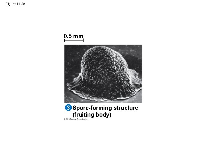 Figure 11. 3 c 0. 5 mm 3 Spore-forming structure (fruiting body) 