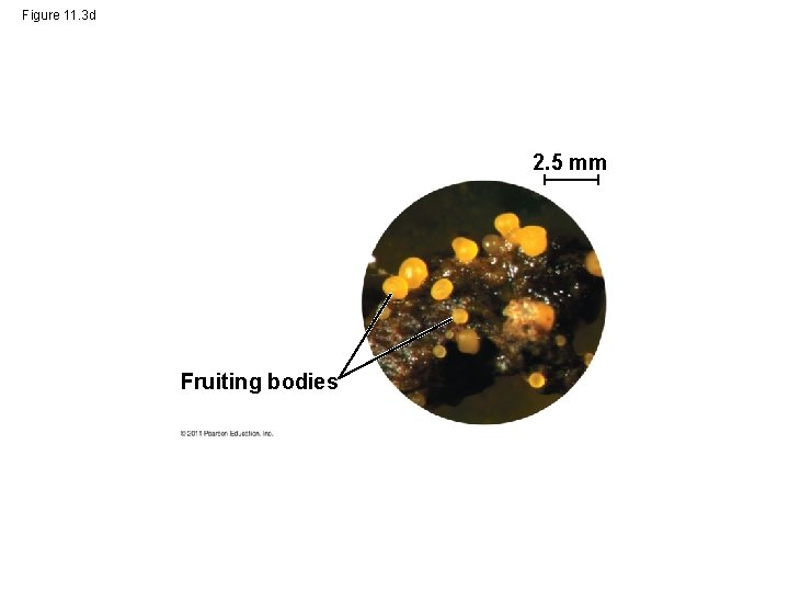 Figure 11. 3 d 2. 5 mm Fruiting bodies 