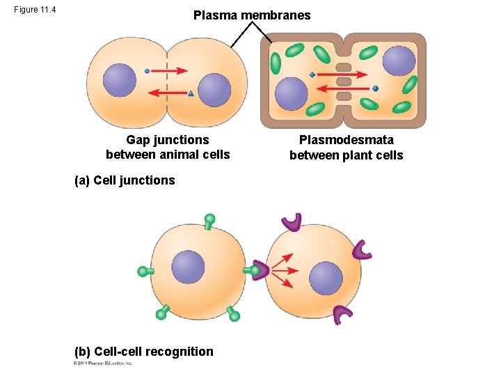 Figure 11. 4 Plasma membranes Gap junctions between animal cells (a) Cell junctions (b)