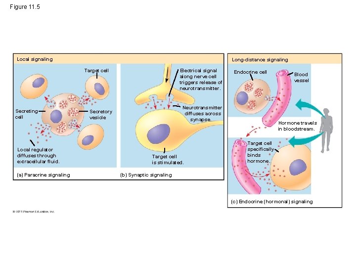 Figure 11. 5 Local signaling Long-distance signaling Target cell Secreting cell Local regulator diffuses