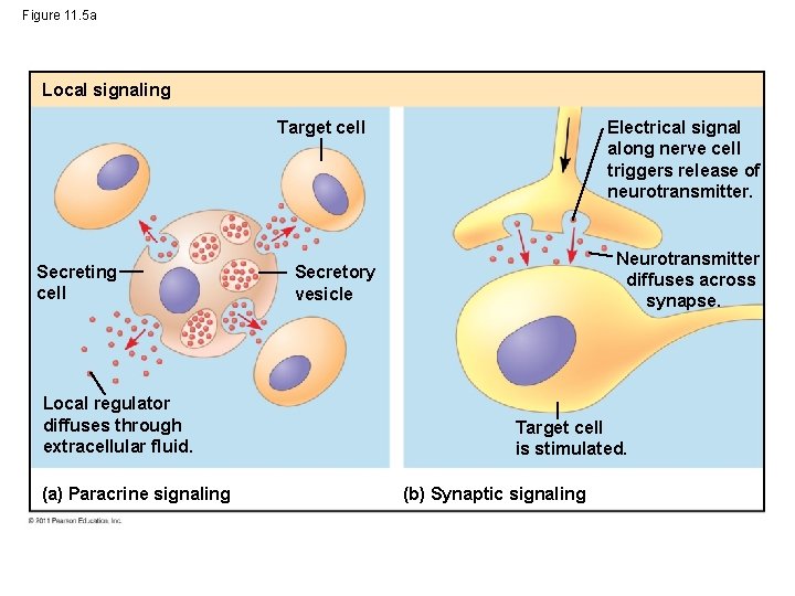 Figure 11. 5 a Local signaling Electrical signal along nerve cell triggers release of