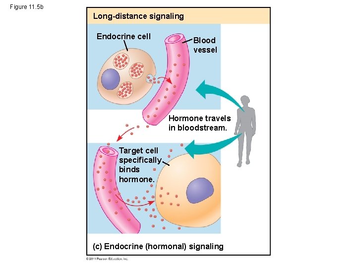 Figure 11. 5 b Long-distance signaling Endocrine cell Blood vessel Hormone travels in bloodstream.