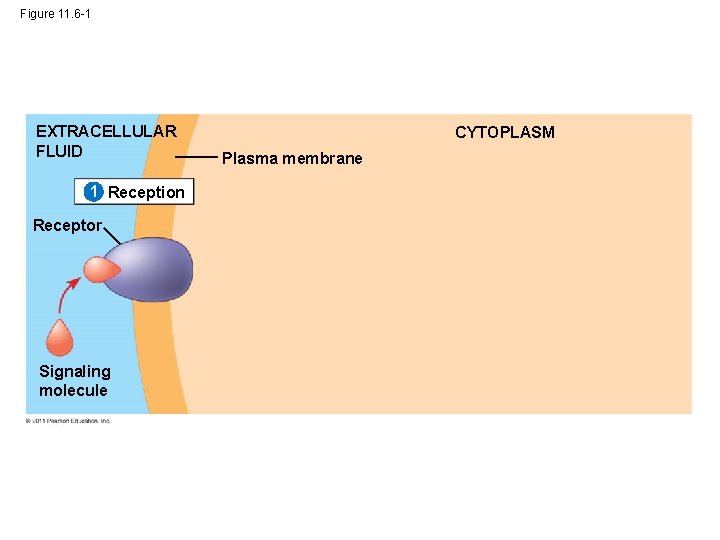 Figure 11. 6 -1 EXTRACELLULAR FLUID 1 Reception Receptor Signaling molecule CYTOPLASM Plasma membrane