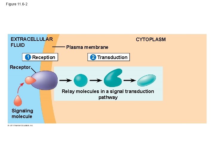 Figure 11. 6 -2 EXTRACELLULAR FLUID 1 Reception CYTOPLASM Plasma membrane 2 Transduction Receptor