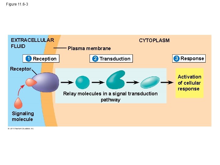 Figure 11. 6 -3 EXTRACELLULAR FLUID 1 Reception CYTOPLASM Plasma membrane 2 Transduction 3