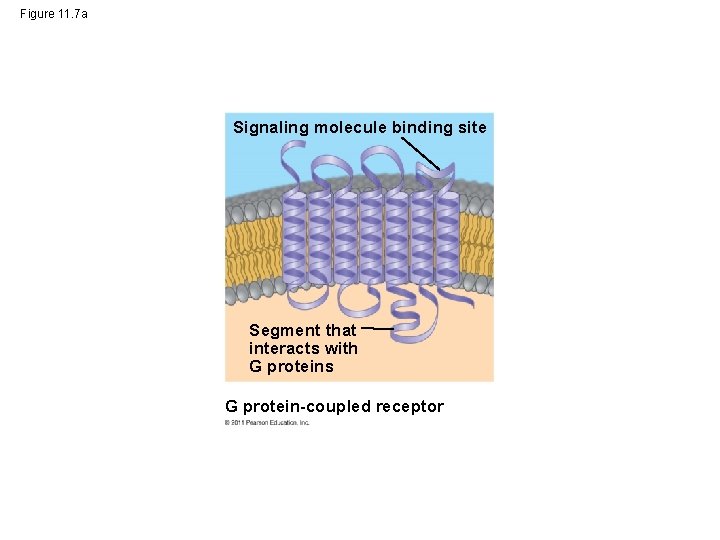 Figure 11. 7 a Signaling molecule binding site Segment that interacts with G proteins