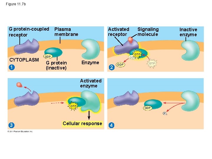 Figure 11. 7 b G protein-coupled receptor CYTOPLASM 1 Plasma membrane Activated receptor Signaling