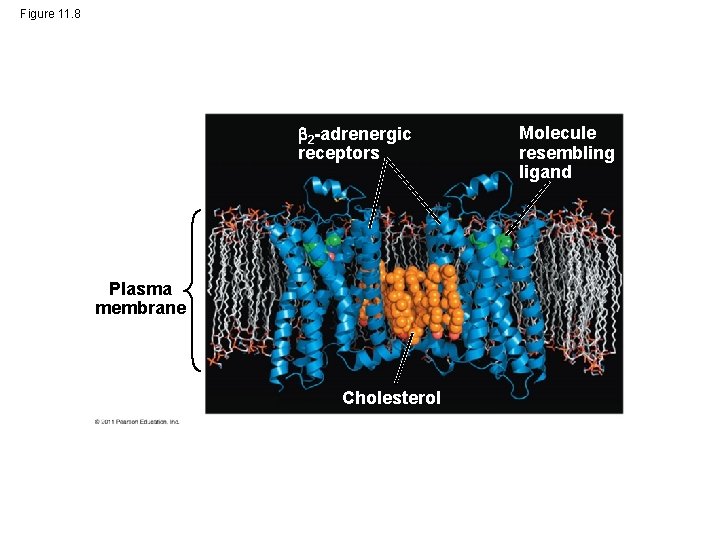 Figure 11. 8 2 -adrenergic receptors Plasma membrane Cholesterol Molecule resembling ligand 