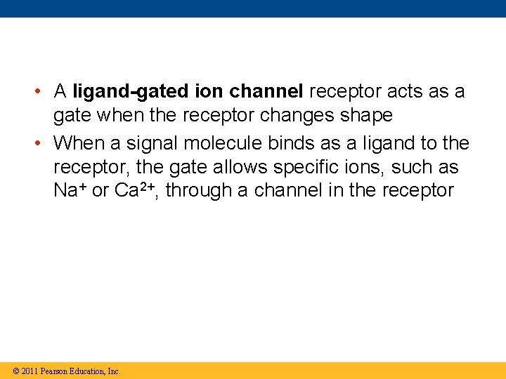  • A ligand-gated ion channel receptor acts as a gate when the receptor