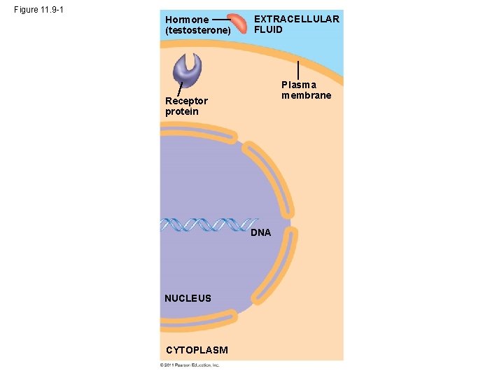 Figure 11. 9 -1 Hormone (testosterone) EXTRACELLULAR FLUID Plasma membrane Receptor protein DNA NUCLEUS