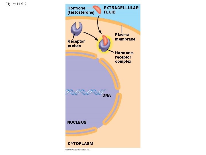 Figure 11. 9 -2 Hormone (testosterone) EXTRACELLULAR FLUID Plasma membrane Receptor protein Hormonereceptor complex