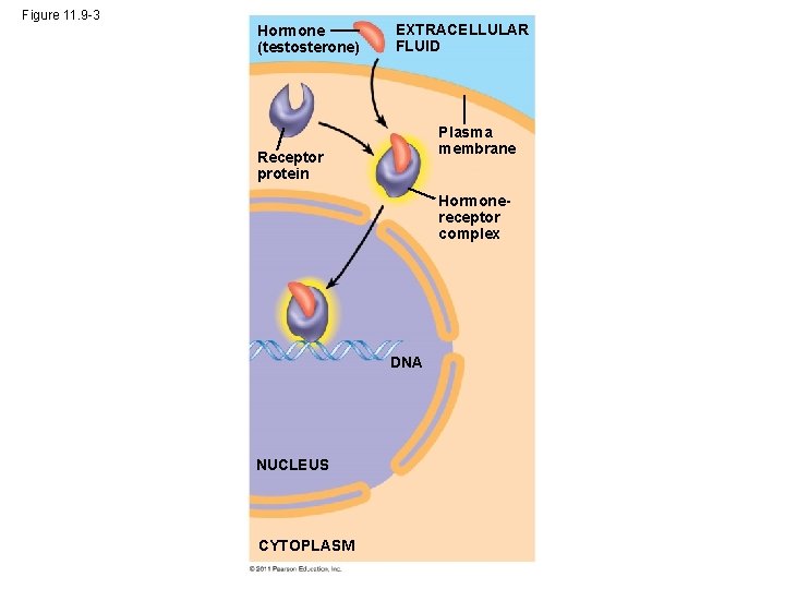 Figure 11. 9 -3 Hormone (testosterone) EXTRACELLULAR FLUID Plasma membrane Receptor protein Hormonereceptor complex