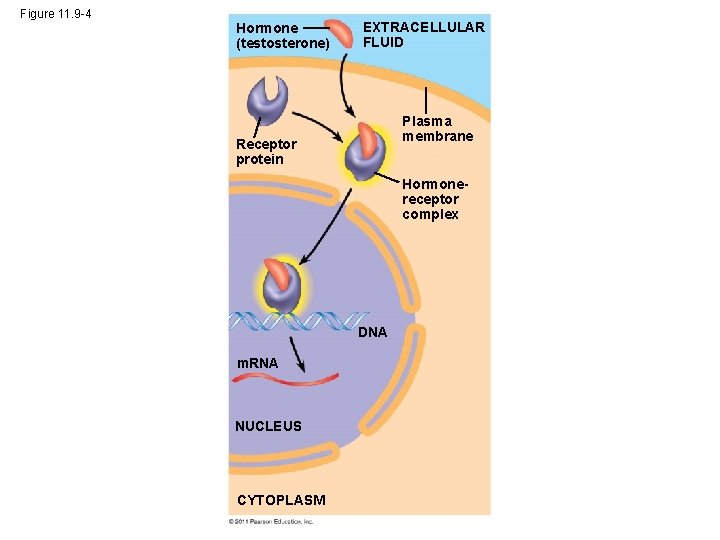Figure 11. 9 -4 Hormone (testosterone) EXTRACELLULAR FLUID Plasma membrane Receptor protein Hormonereceptor complex