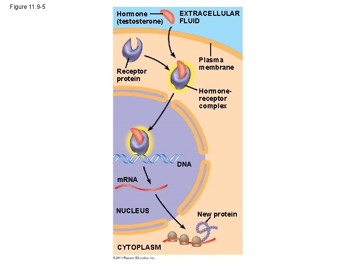 Figure 11. 9 -5 Hormone (testosterone) EXTRACELLULAR FLUID Plasma membrane Receptor protein Hormonereceptor complex