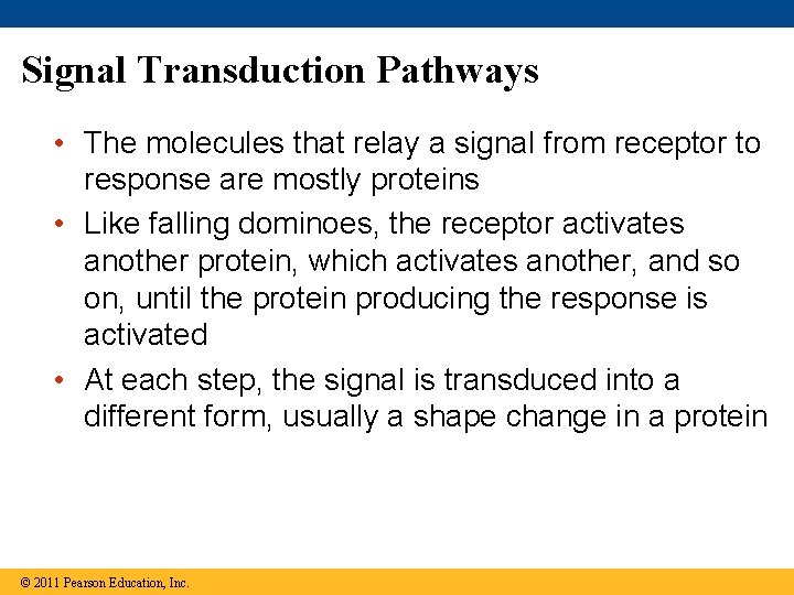 Signal Transduction Pathways • The molecules that relay a signal from receptor to response