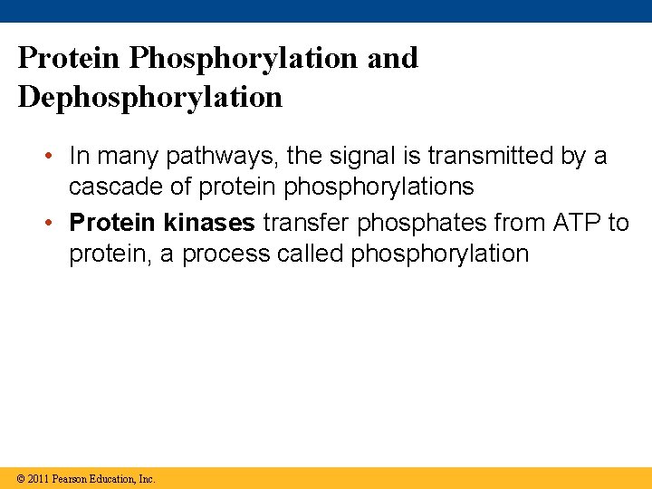 Protein Phosphorylation and Dephosphorylation • In many pathways, the signal is transmitted by a