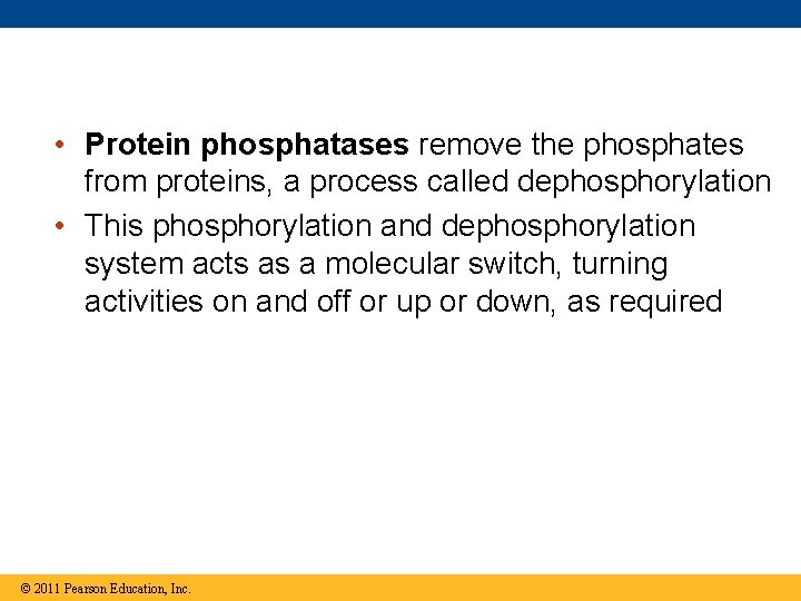  • Protein phosphatases remove the phosphates from proteins, a process called dephosphorylation •