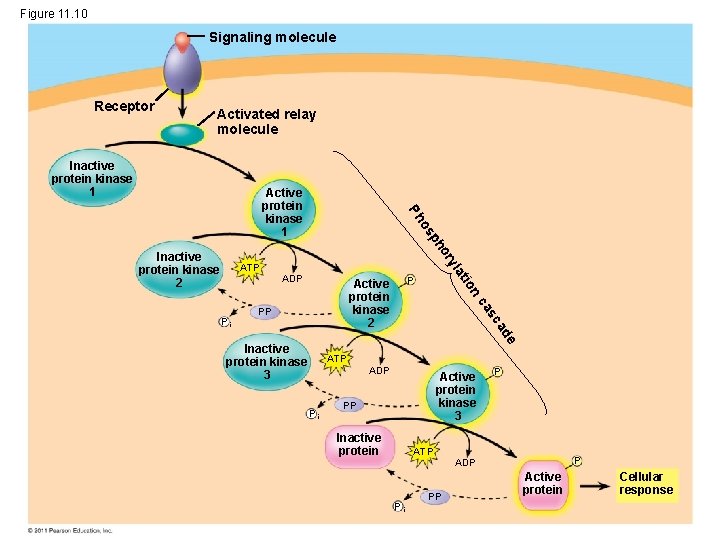 Figure 11. 10 Signaling molecule Receptor Activated relay molecule Inactive protein kinase 1 ATP