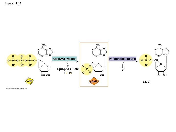 Figure 11. 11 Adenylyl cyclase Phosphodiesterase Pyrophosphate H 2 O P Pi ATP c.