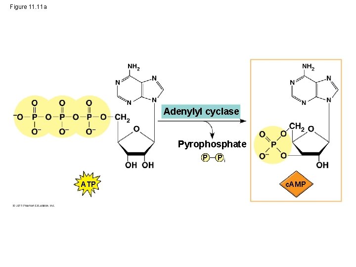 Figure 11. 11 a Adenylyl cyclase Pyrophosphate P ATP Pi c. AMP 