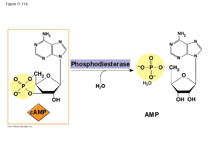 Figure 11. 11 b Phosphodiesterase H 2 O c. AMP H 2 O AMP