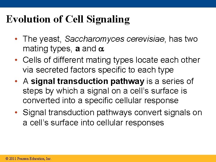 Evolution of Cell Signaling • The yeast, Saccharomyces cerevisiae, has two mating types, a
