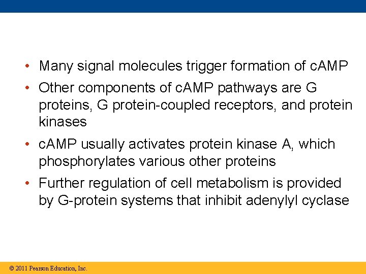  • Many signal molecules trigger formation of c. AMP • Other components of