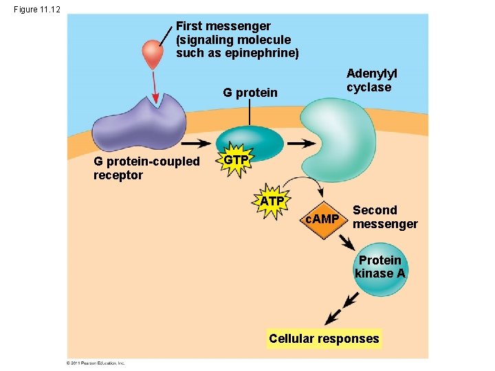 Figure 11. 12 First messenger (signaling molecule such as epinephrine) Adenylyl cyclase G protein-coupled