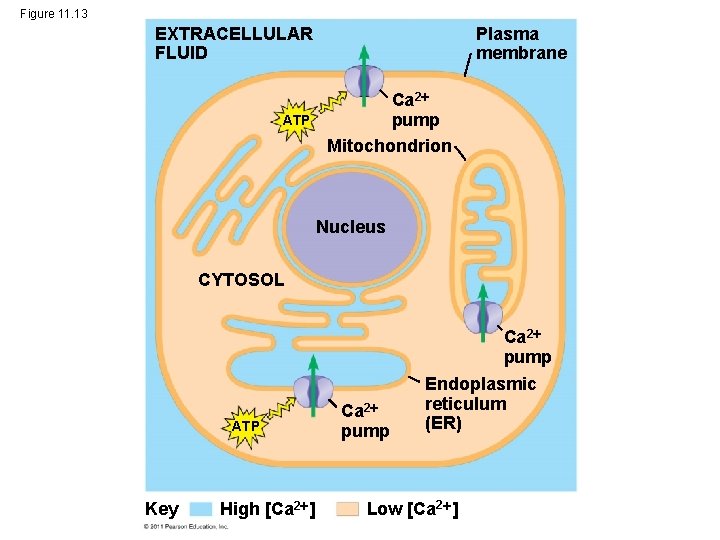 Figure 11. 13 EXTRACELLULAR FLUID Plasma membrane Ca 2 pump Mitochondrion ATP Nucleus CYTOSOL