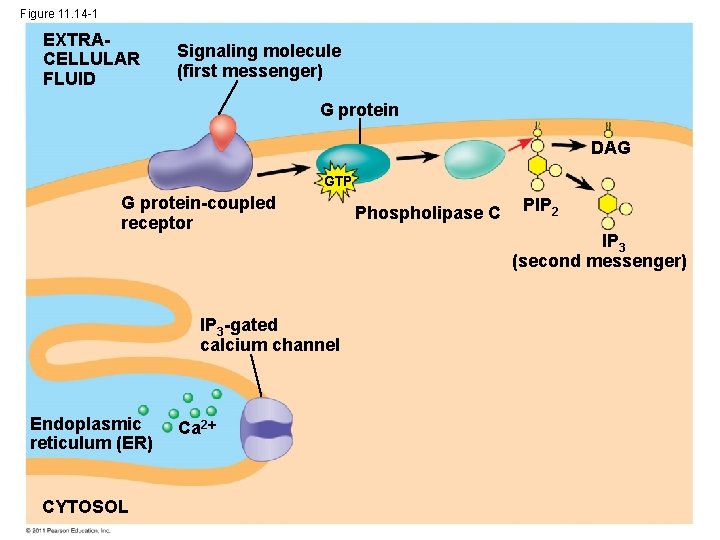 Figure 11. 14 -1 EXTRACELLULAR FLUID Signaling molecule (first messenger) G protein DAG GTP