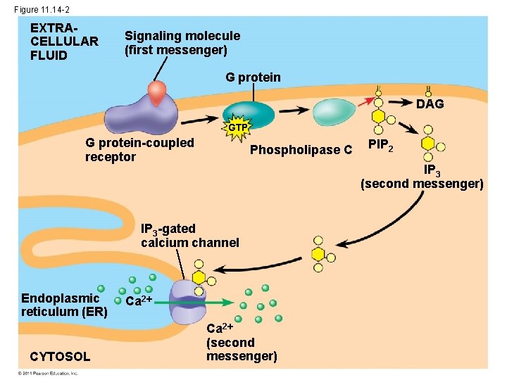 Figure 11. 14 -2 EXTRACELLULAR FLUID Signaling molecule (first messenger) G protein DAG GTP