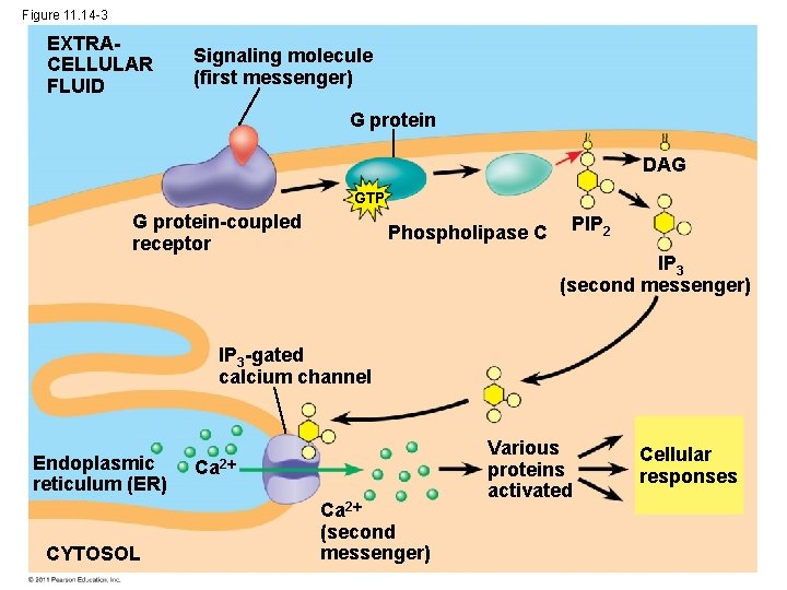 Figure 11. 14 -3 EXTRACELLULAR FLUID Signaling molecule (first messenger) G protein DAG GTP
