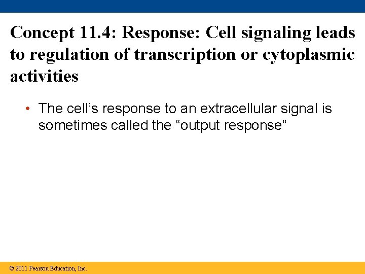 Concept 11. 4: Response: Cell signaling leads to regulation of transcription or cytoplasmic activities