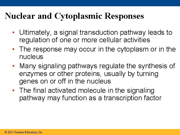 Nuclear and Cytoplasmic Responses • Ultimately, a signal transduction pathway leads to regulation of