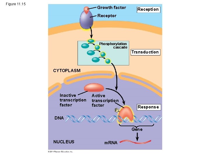 Figure 11. 15 Growth factor Reception Receptor Phosphorylation cascade Transduction CYTOPLASM Inactive transcription factor