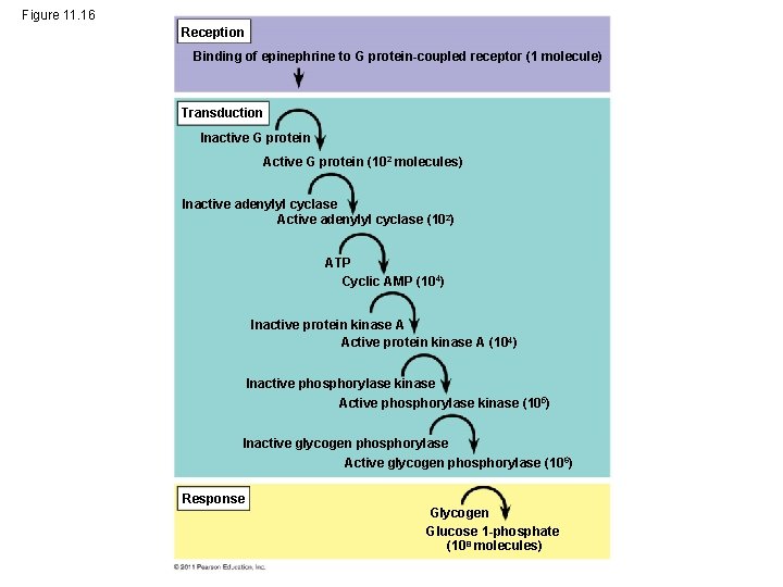 Figure 11. 16 Reception Binding of epinephrine to G protein-coupled receptor (1 molecule) Transduction