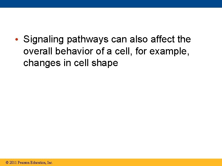  • Signaling pathways can also affect the overall behavior of a cell, for