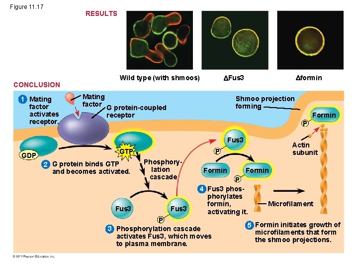 Figure 11. 17 RESULTS CONCLUSION 1 Mating factor activates receptor. formin Fus 3 Wild