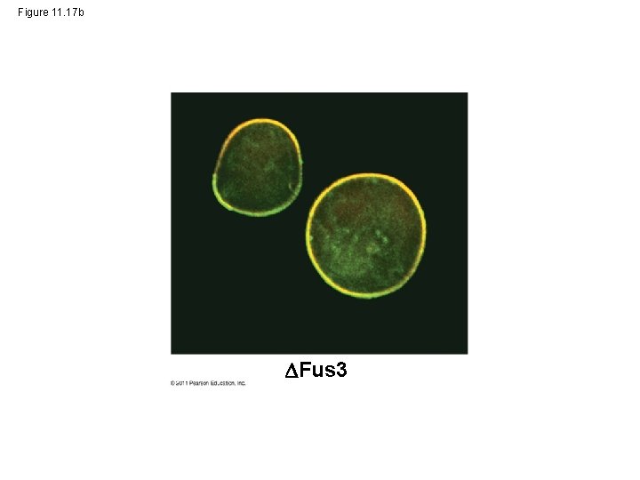 Figure 11. 17 b Fus 3 