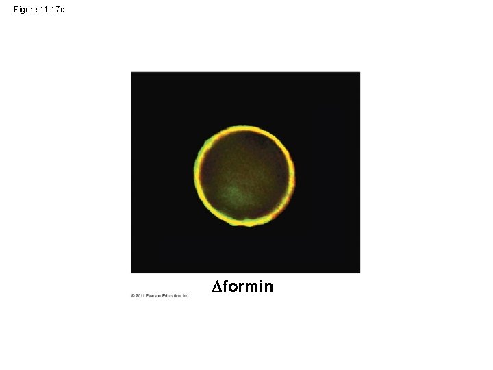 Figure 11. 17 c formin 