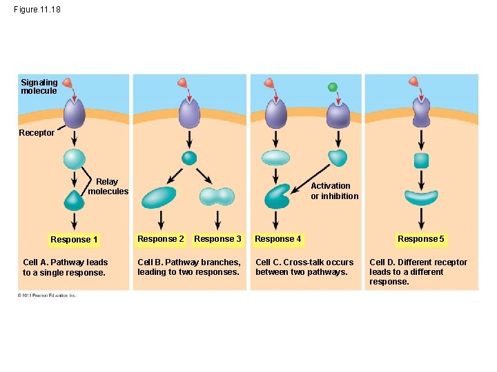 Figure 11. 18 Signaling molecule Receptor Relay molecules Response 1 Cell A. Pathway leads