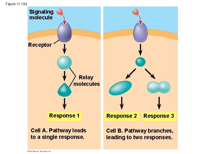 Figure 11. 18 a Signaling molecule Receptor Relay molecules Response 1 Cell A. Pathway