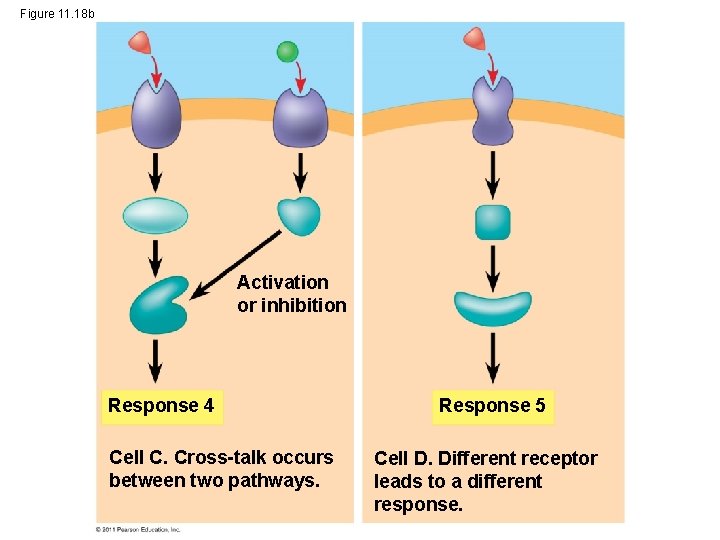 Figure 11. 18 b Activation or inhibition Response 4 Cell C. Cross-talk occurs between