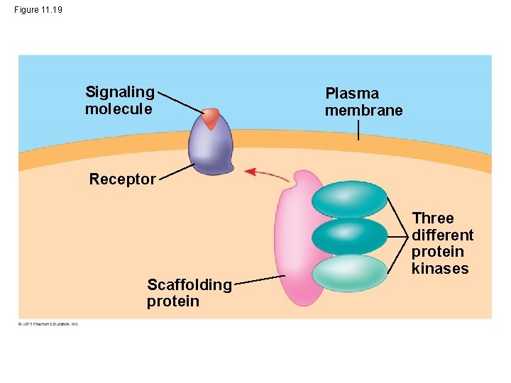 Figure 11. 19 Signaling molecule Plasma membrane Receptor Scaffolding protein Three different protein kinases
