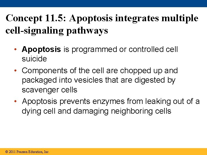 Concept 11. 5: Apoptosis integrates multiple cell-signaling pathways • Apoptosis is programmed or controlled