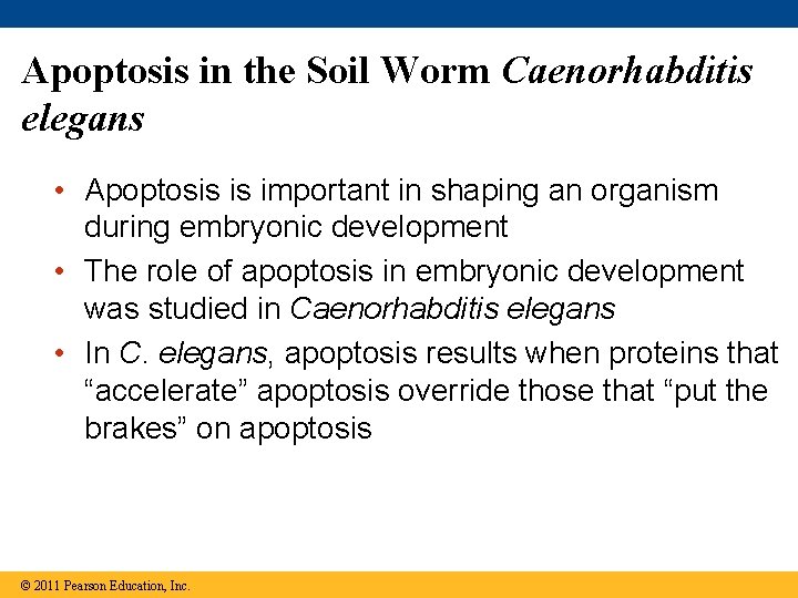 Apoptosis in the Soil Worm Caenorhabditis elegans • Apoptosis is important in shaping an