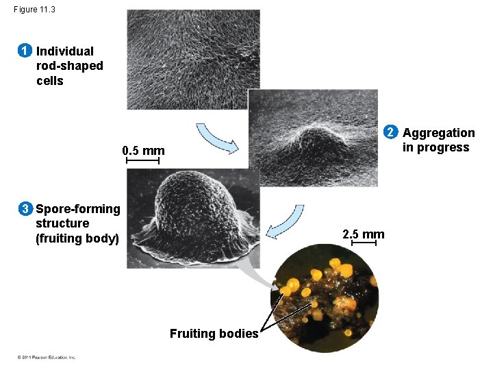 Figure 11. 3 1 Individual rod-shaped cells 2 Aggregation in progress 0. 5 mm